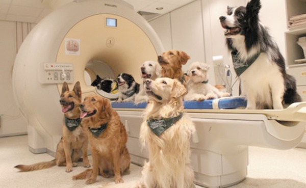 Comme les humains, les chiens distinguent mots et intonations