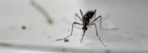 Les moustiques femelles peuvent transmettre le Zika à leurs progénitures