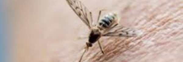 Deux vaccins expérimentaux anti-Zika efficaces chez des singes