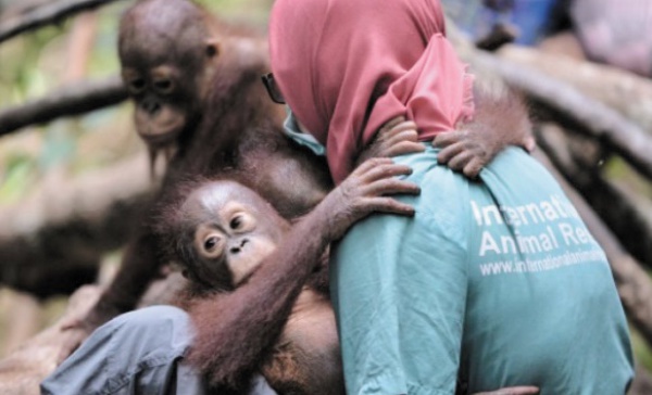 A l'école pour orangs-outans dans la jungle de Bornéo