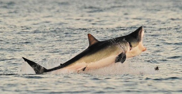 Prédateur devenu proie, le requin en danger