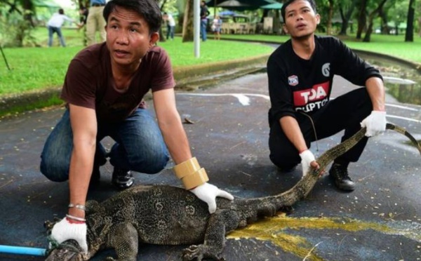 Insolite : Enormes lézards