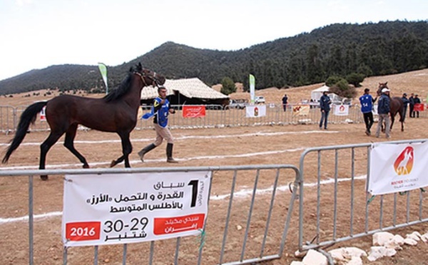 Course d’endurance équestre de Sidi Mguild