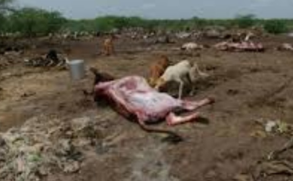 En Inde, les dalits se révoltent et les carcasses de vaches pourrissent