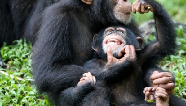 Des cellules reprogrammées utilisées pour régénérer le cœur de macaques