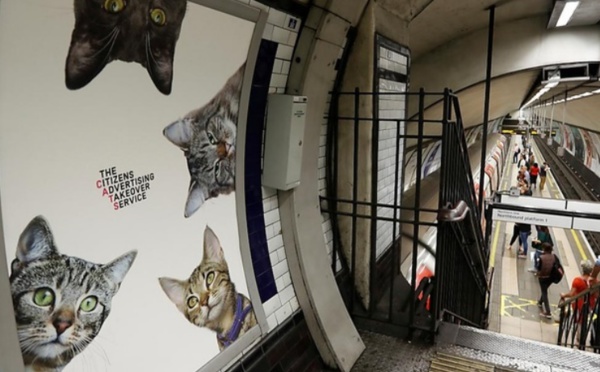 Insolite : Les chats chassent la pub