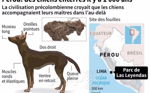 Sous un parc animalier au Pérou, des chiens sacrifiés il y a 1.000 ans