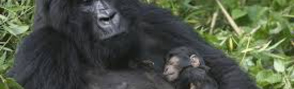 Amour et kalachnikovs au secours des gorilles des montagnes en RDCongo