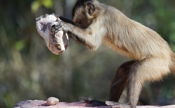 Des singes plus doués qu'on ne le pensait