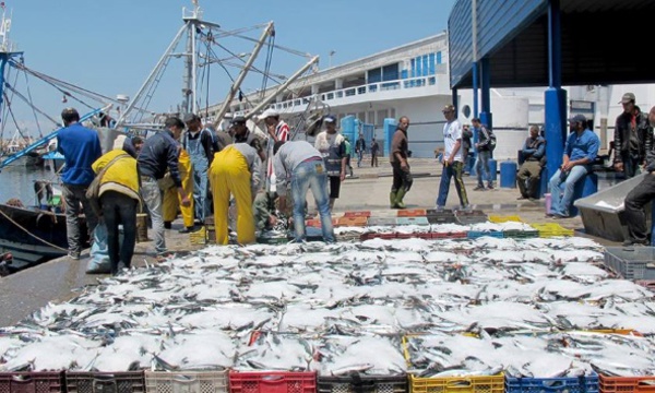 Hausse de 5% des débarquements de la pêche côtière et artisanale à fin septembre