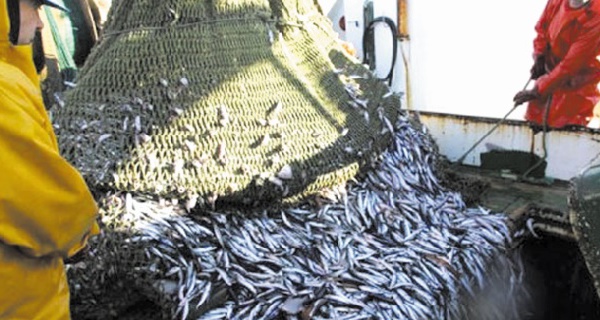 Incitations fiscales au secteur des pêches maritimes