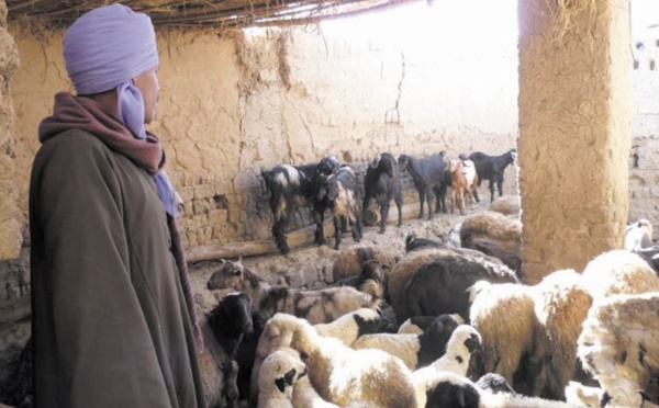 Débarrasser le monde de la peste des petits ruminants