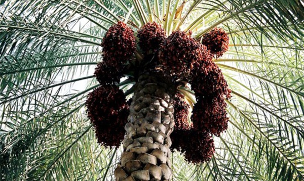 ​Le palmier dattier atteint un niveau de production record