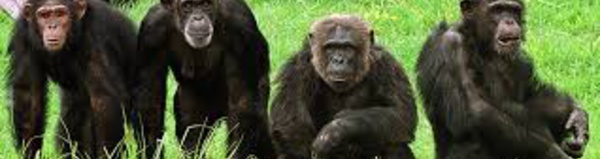 Chimpanzés et bonobos se sont croisés dans  le passé