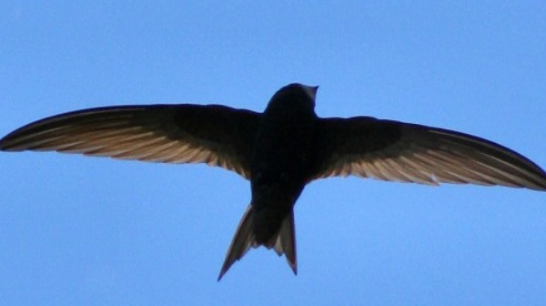 Le martinet noir bat le record de vol non-stop