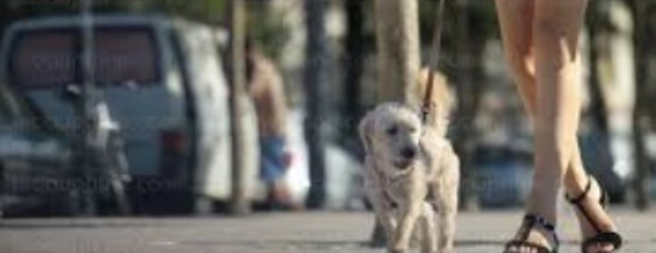 Insolite : ADN des chiens