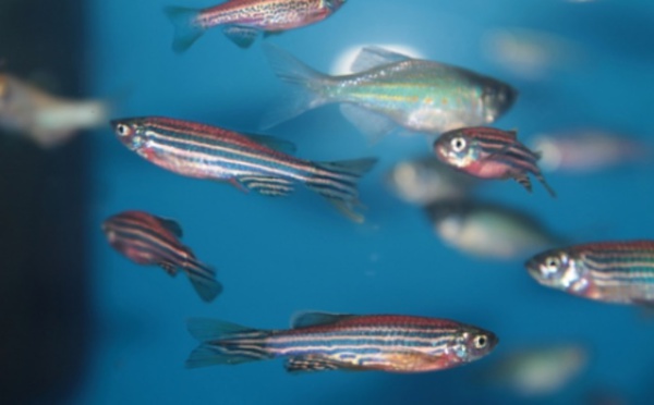 Le poisson zèbre peut être la clé d'un traitement réparateur de la moelle épinière