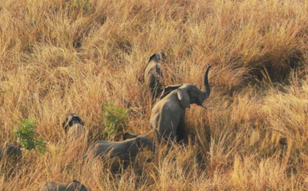 Les tueries d'éléphants s'intensifient