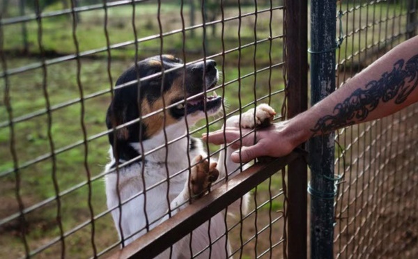 Insolite : Havre de paix pour chiens
