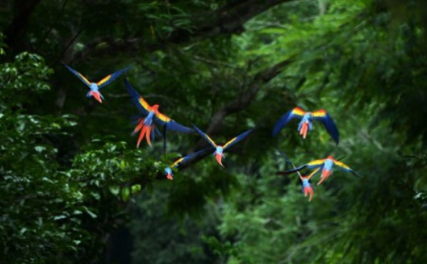 Plus de 200 espèces d'oiseaux à risque d'extinction non répertoriées