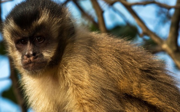 Des singes retrouvent le contrôle de leurs membres paralysés