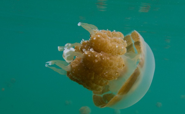 Insolite : Piqués par des méduses