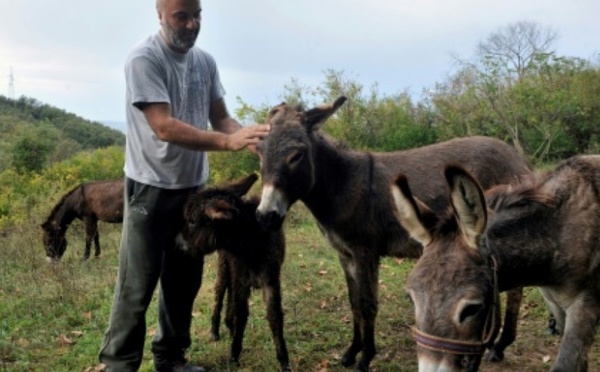 L'âne des Balkans cherche son salut dans le lait