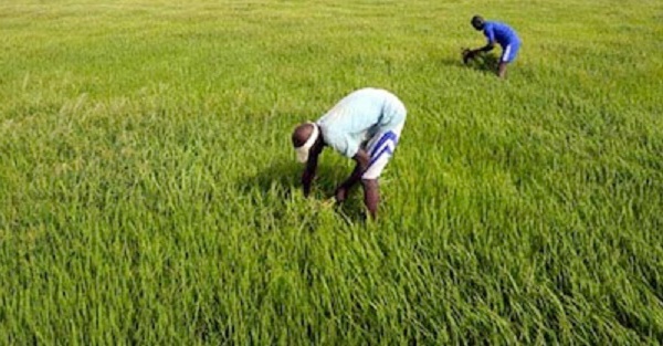 Un revenu minimum garanti pour une révolution agricole africaine