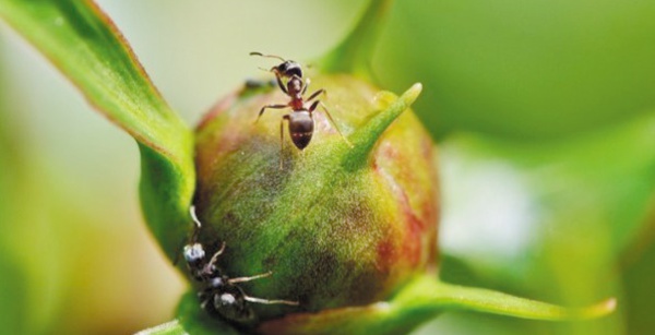 Des fourmis "agricultrices" bien avant l'Homme