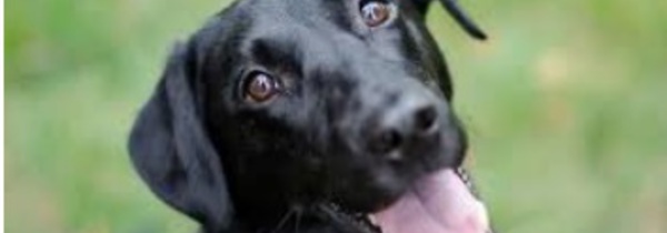 Les chiens ont la mémoire longue