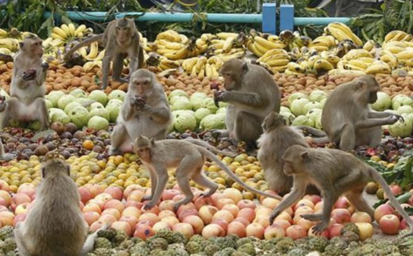 Insolite : Un festin pour les singes