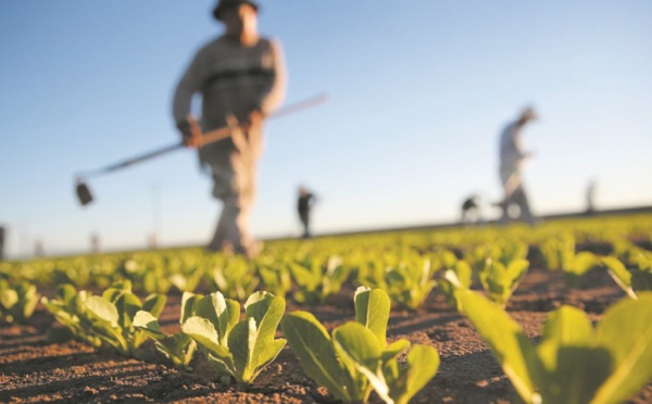 Satisfecit quant au démarrage de la campagne agricole