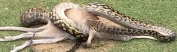 Insolite : Un python gobe un wallaby
