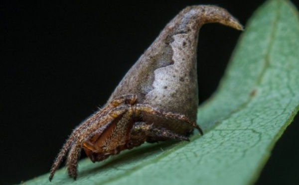 Insolite : Une araignée en hommage à Harry Potter