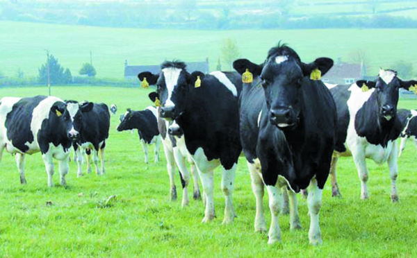 Les exploitations laitières appelées à améliorer leurs rendements