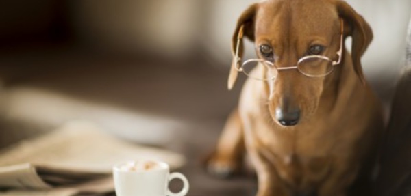Insolite : Café à chiens