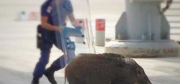 Insolite : Chasse au cochon  à l'aéroport