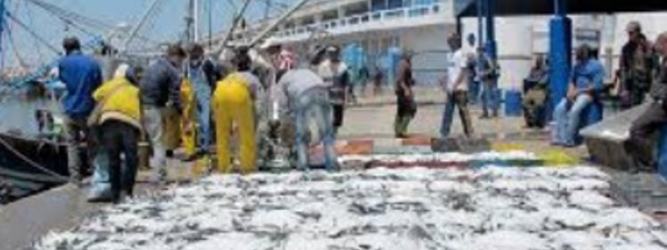 Hausse de 8% des débarquements de la pêche côtière et artisanale à fin novembre