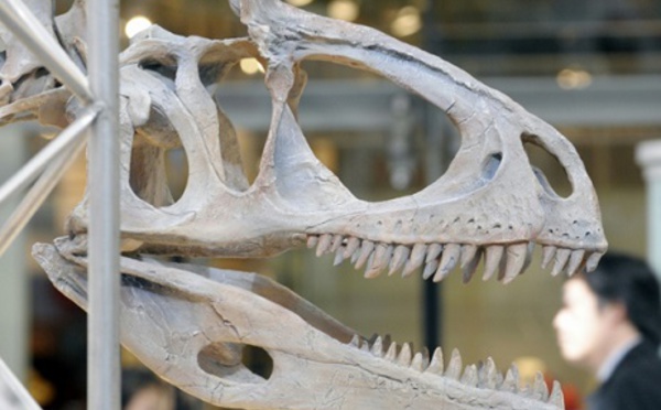 La découverte d'un dinosaure perdant ses dents pourrait expliquer le bec des oiseaux
