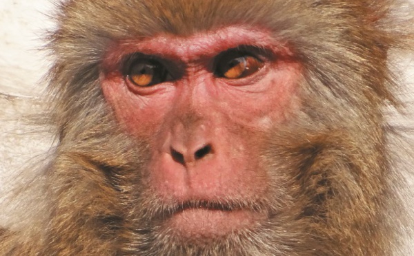Conte de Noël pour adultes : La paonne et le macaque