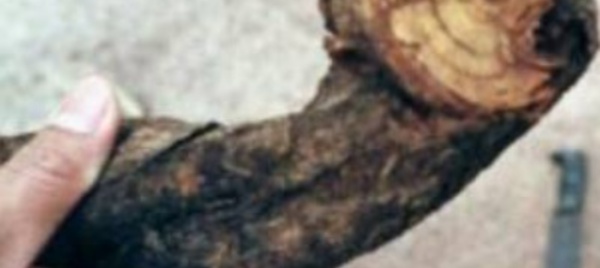 L'ayahuasca, psychotrope à la mode aux Etats-Unis et en psychiatrie