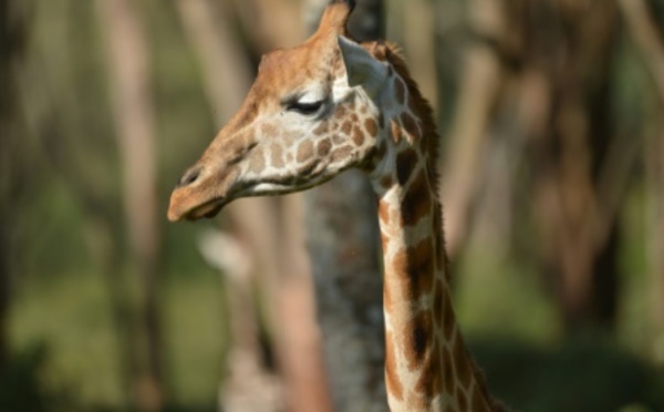Pour mieux comprendre la girafe