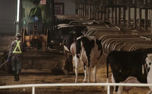 En Chine, les fermes sont déjà passées aux 10.000 vaches