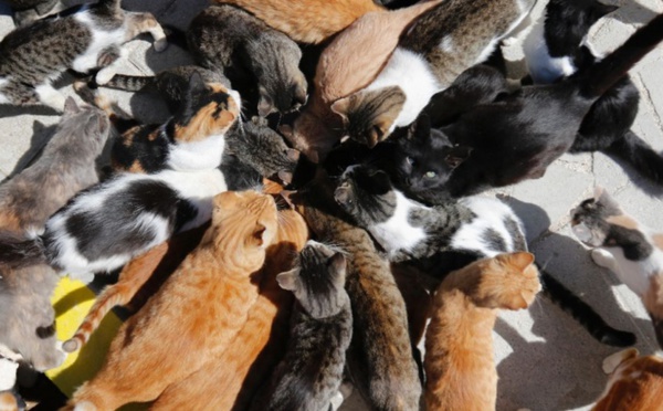 A Chypre, le défi de nourrir des chats en surpopulation