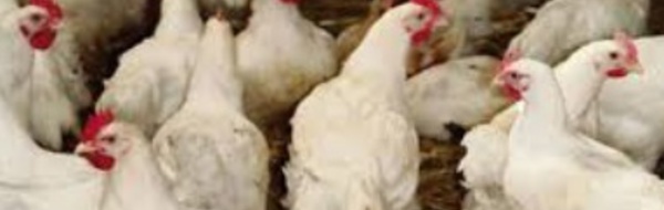 Seulement 8% du poulet produit au Maroc est contrôlé
