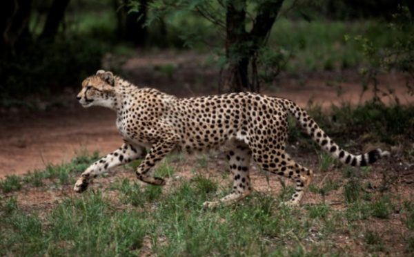 Mobilisation pour sauver les guépards menacés d'extinction
