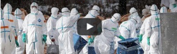 France : abattage massif de canards pour endiguer l'épidémie de grippe aviaire