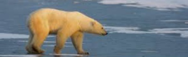 Les polluants chimiques, une autre menace pour les ours polaires