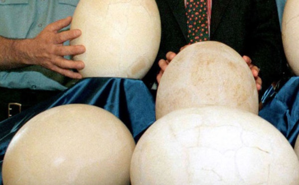 La lente incubation des oeufs des dinosaures expliquerait leur extinction