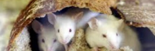 Des souris transformées en féroces prédateurs